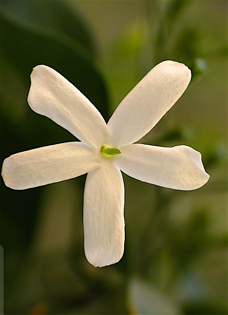 indian-jasmine-flowers-