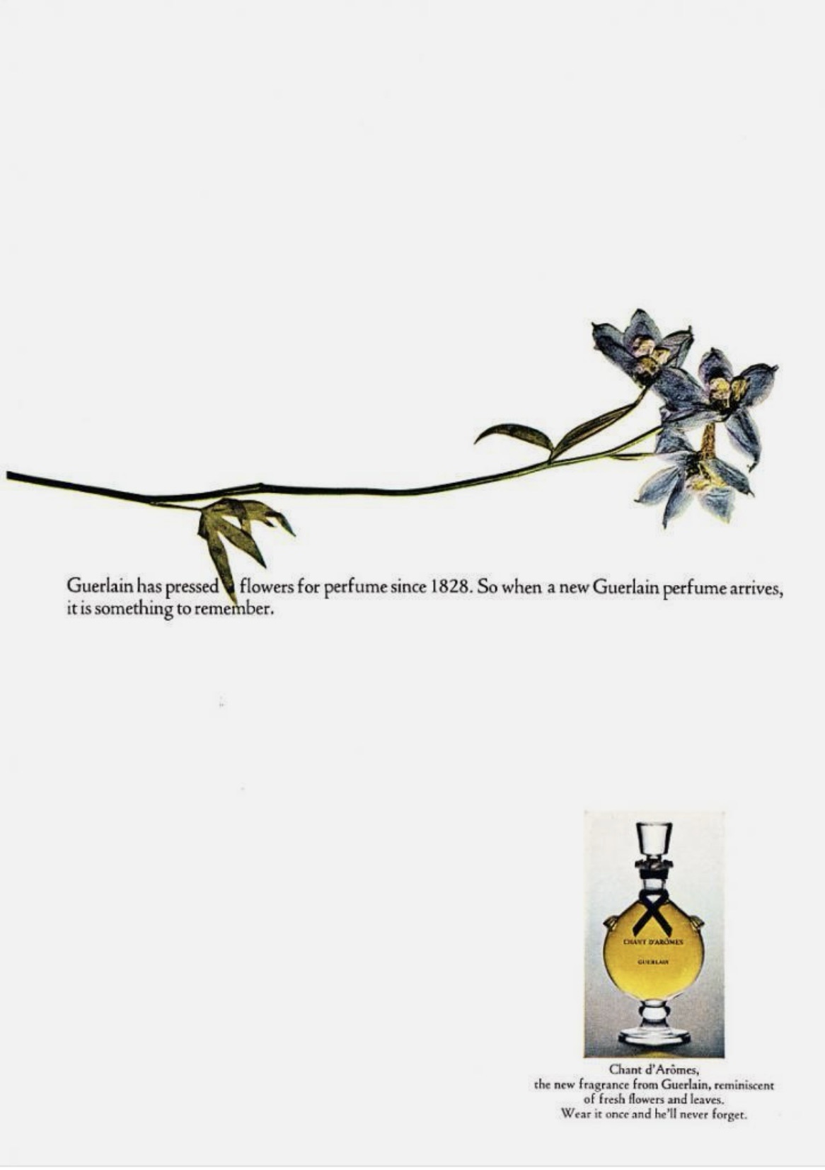 a passing fancy for guerlain chant d'aromes (1962) | The Black